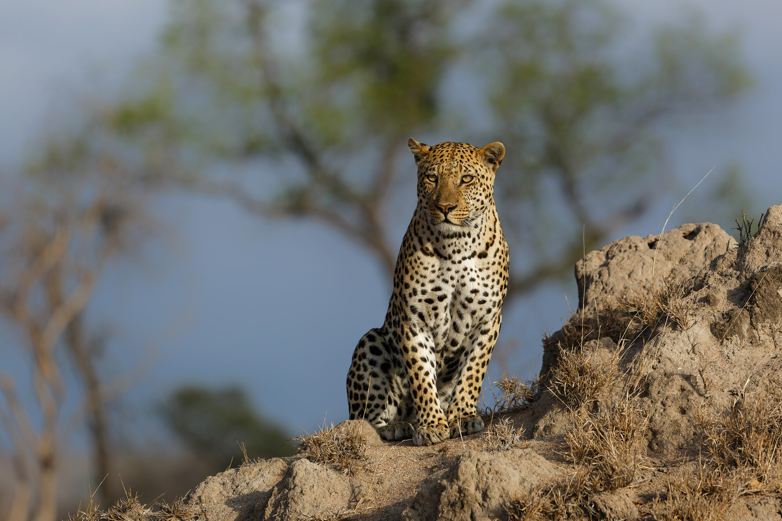 leopard male sitting on a termite hill in sabi sands game reserve in the greater kruger region in south africa